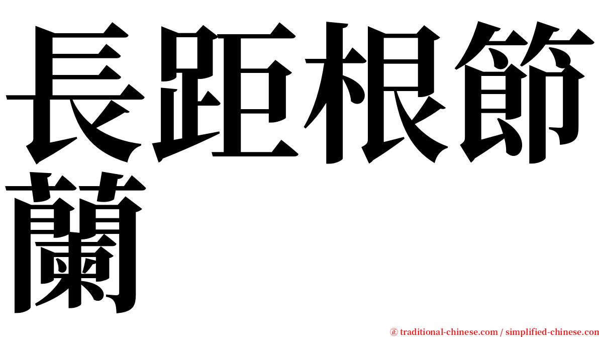 長距根節蘭 serif font