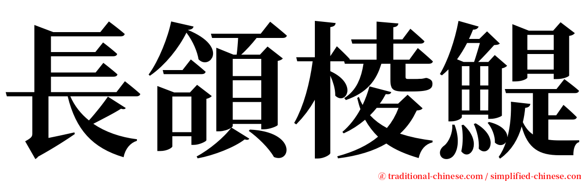 長頜棱鯷 serif font