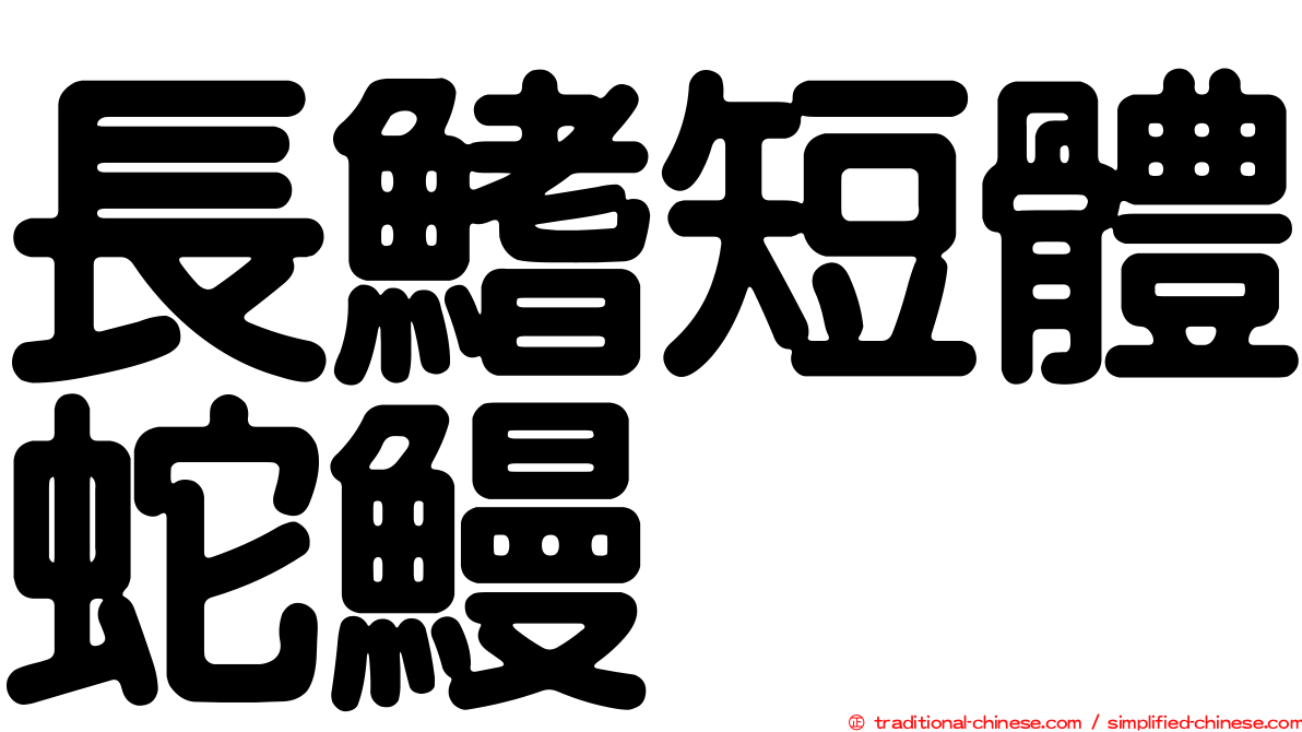 長鰭短體蛇鰻