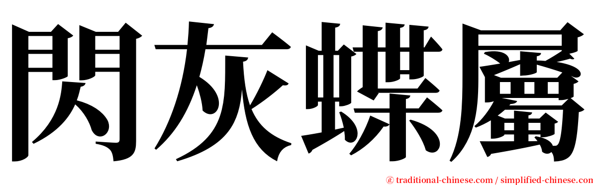 閃灰蝶屬 serif font