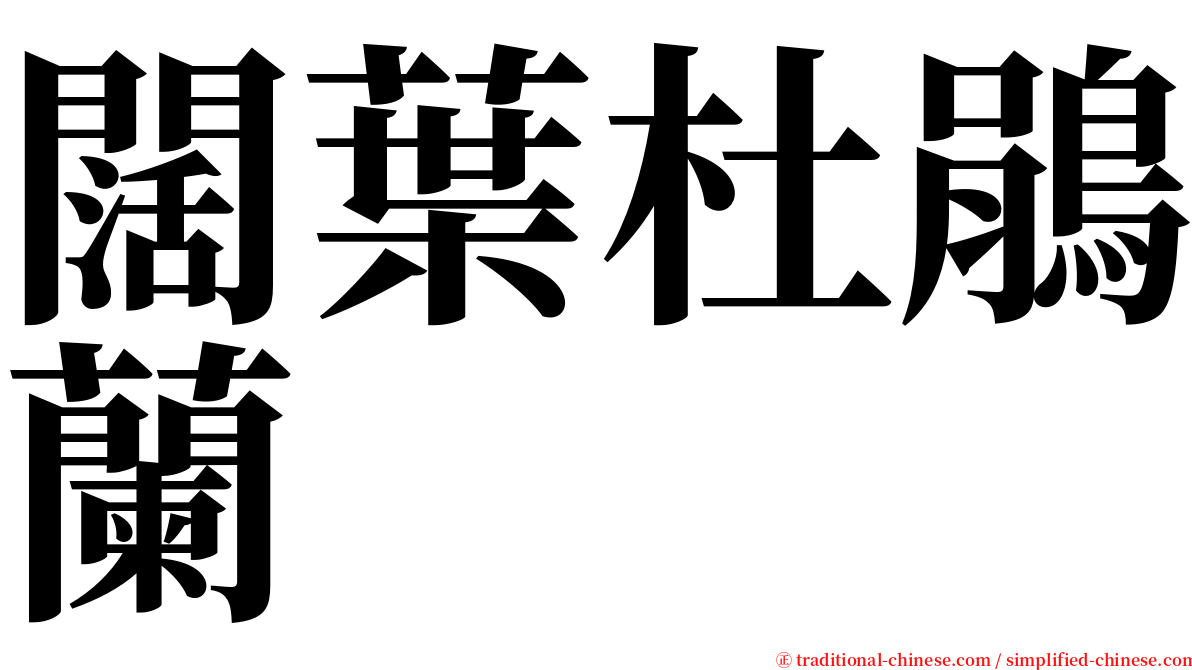 闊葉杜鵑蘭 serif font