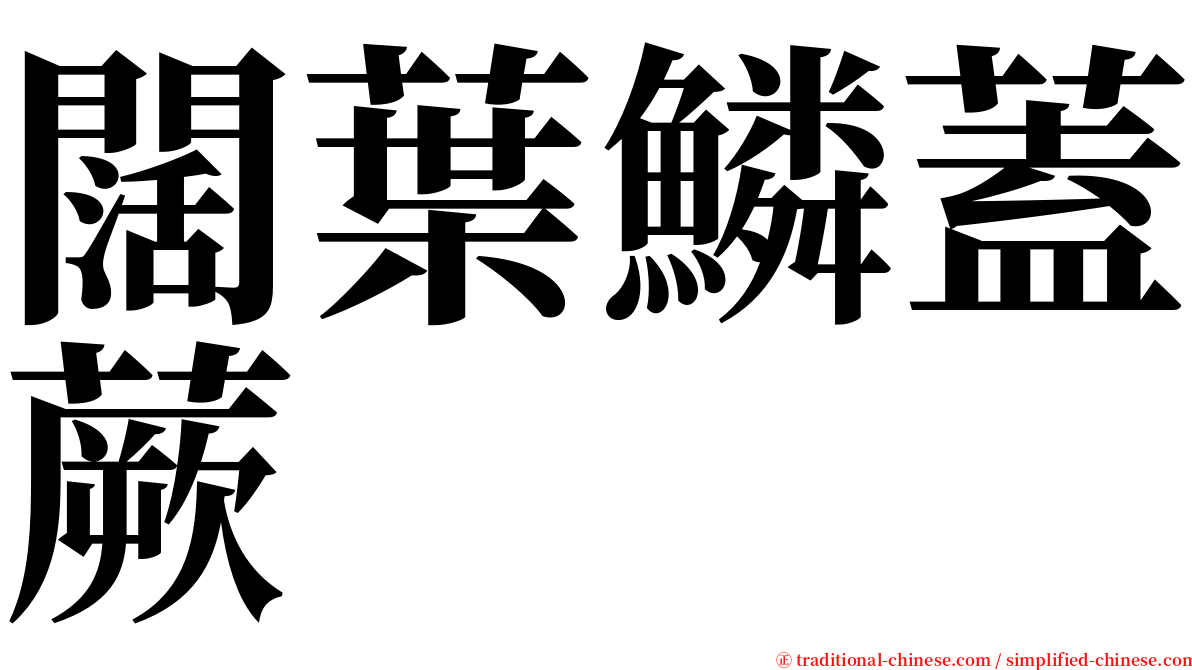 闊葉鱗蓋蕨 serif font