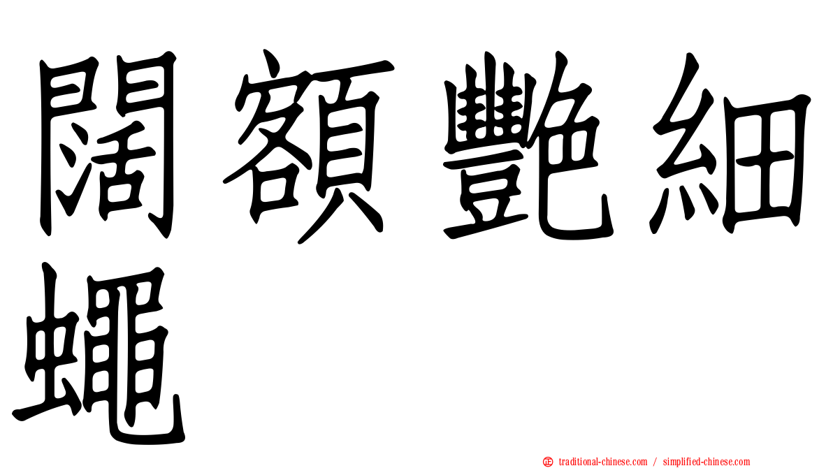 闊額艷細蠅