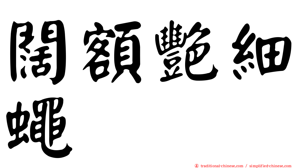 闊額艷細蠅