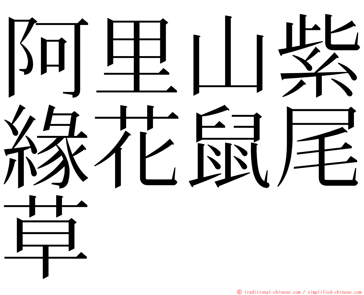 阿里山紫緣花鼠尾草 ming font