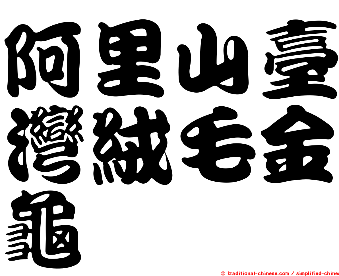 阿里山臺灣絨毛金龜