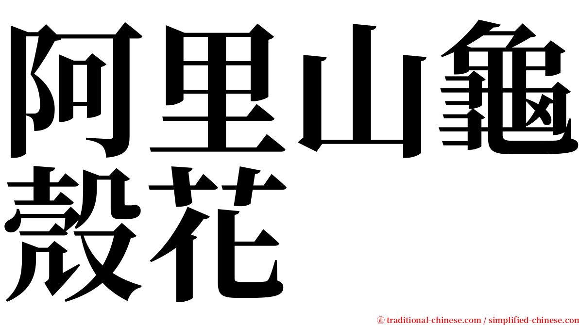 阿里山龜殼花 serif font