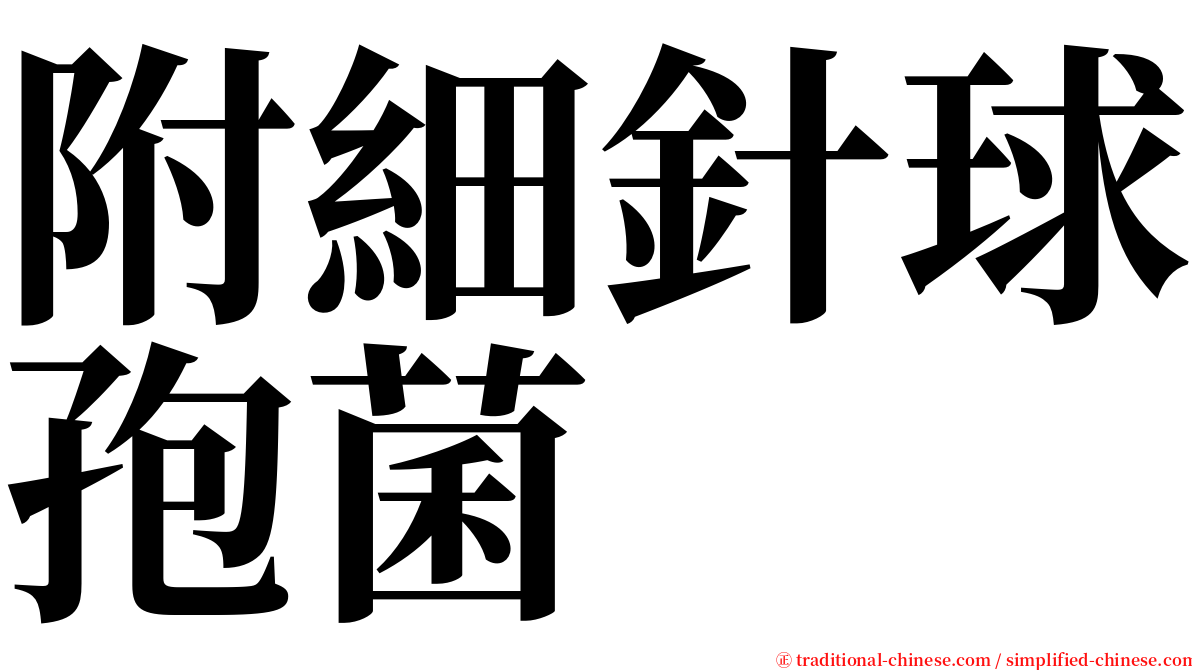 附細針球孢菌 serif font