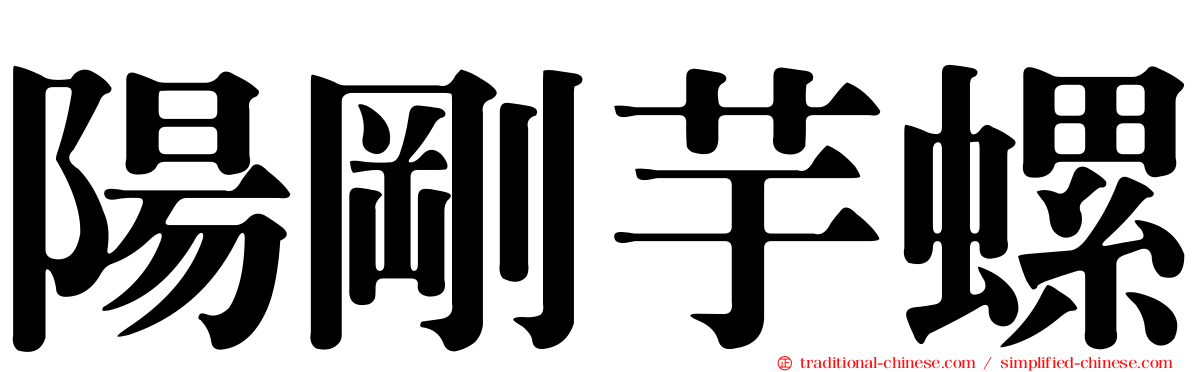 陽剛芋螺
