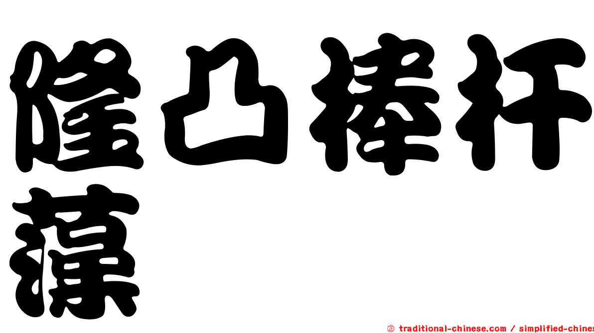 隆凸棒杆藻