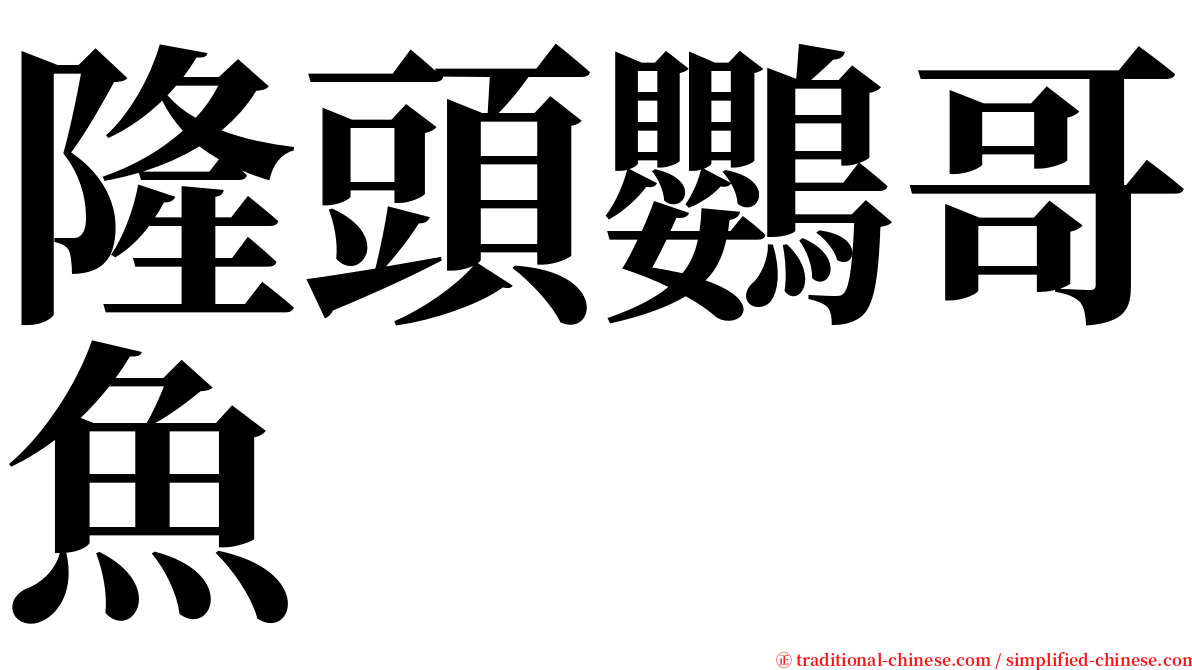 隆頭鸚哥魚 serif font