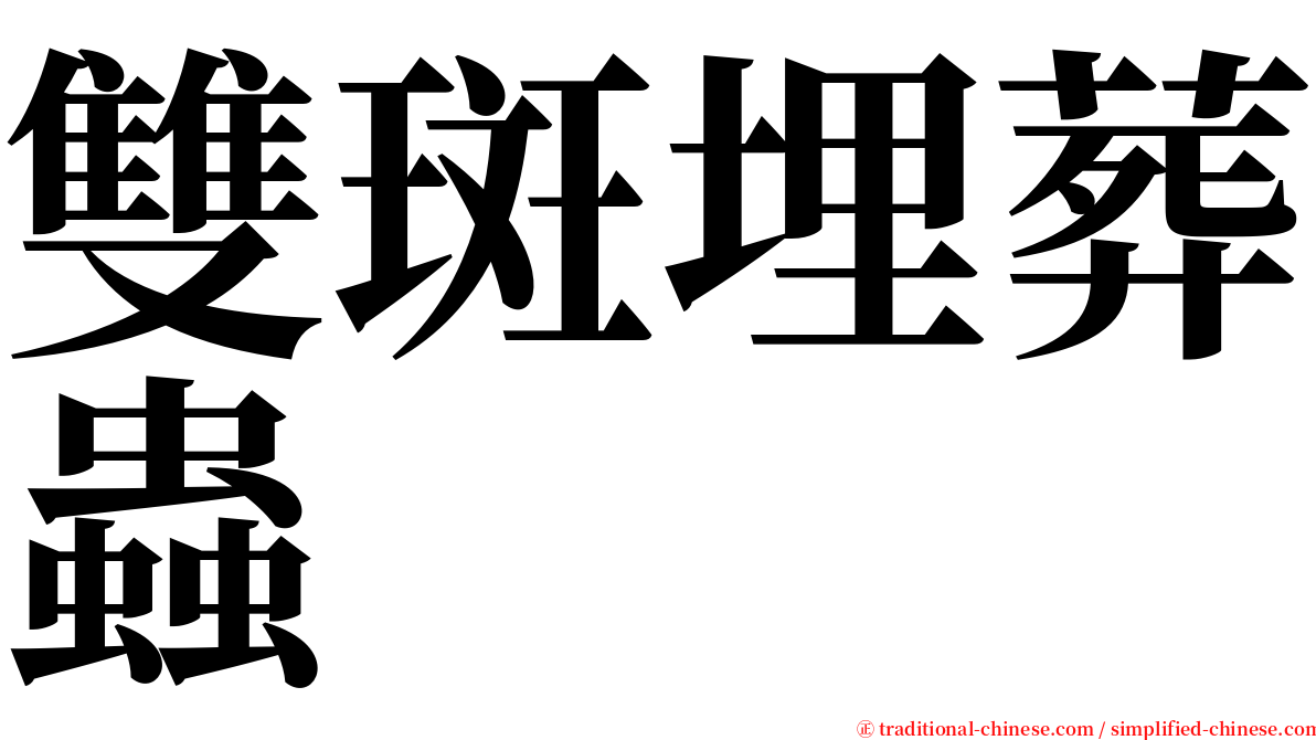 雙斑埋葬蟲 serif font