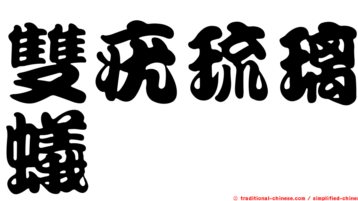 雙疣琉璃蟻