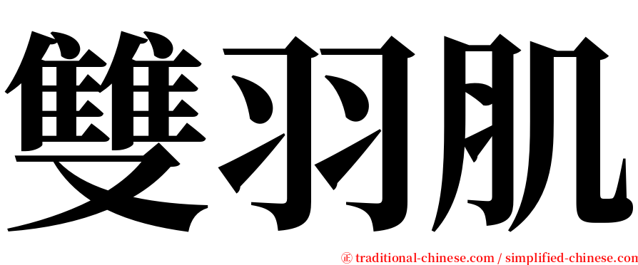 雙羽肌 serif font