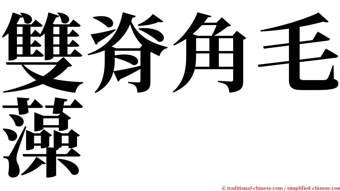 雙脊角毛藻 serif font