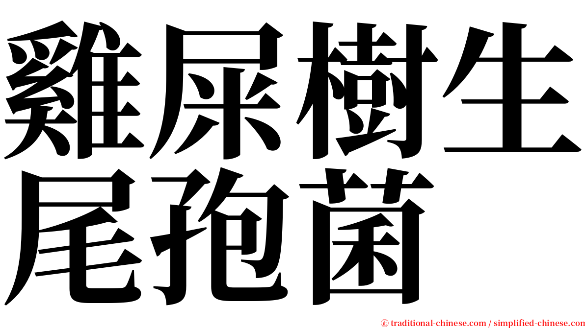 雞屎樹生尾孢菌 serif font