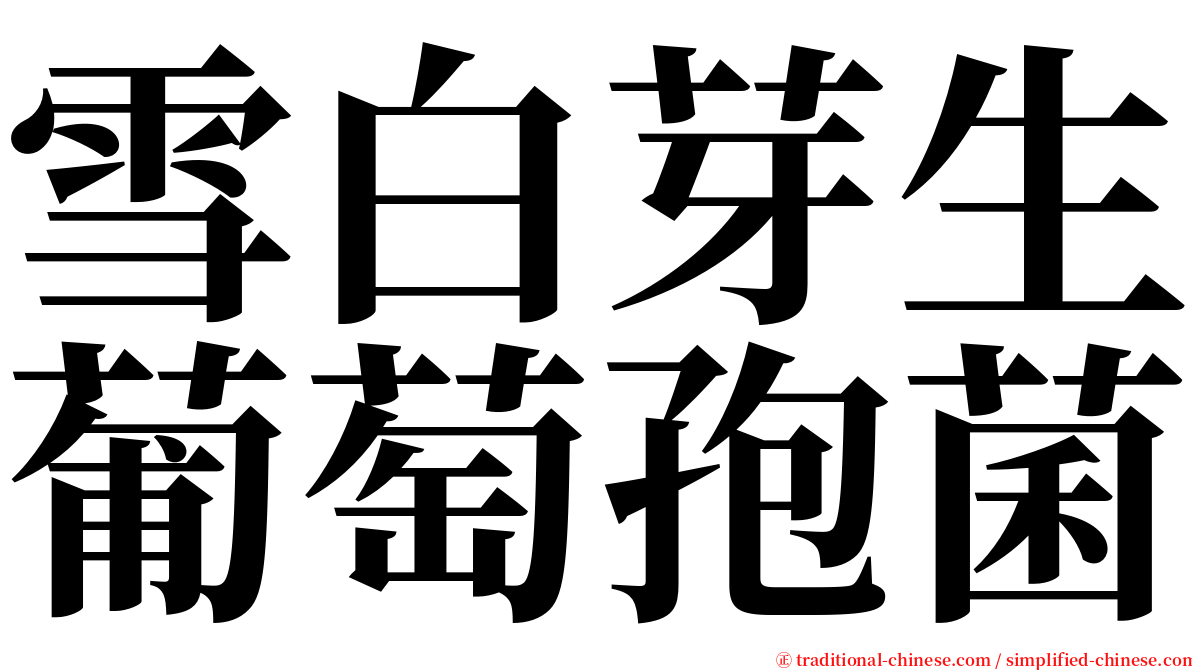 雪白芽生葡萄孢菌 serif font