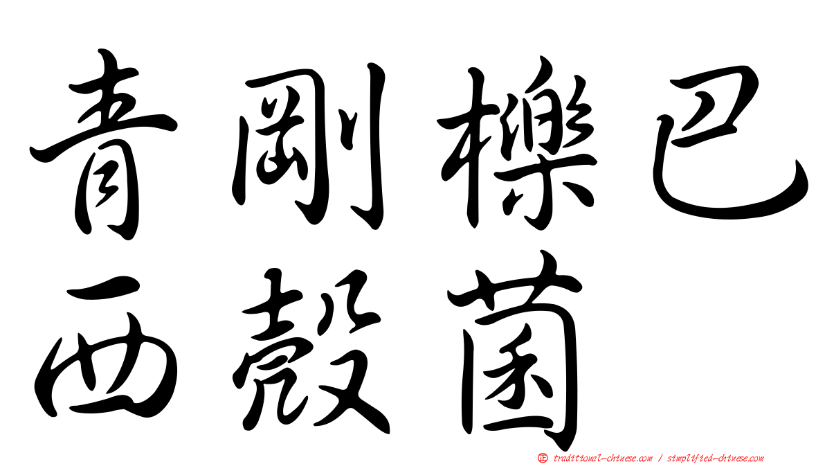 青剛櫟巴西殼菌
