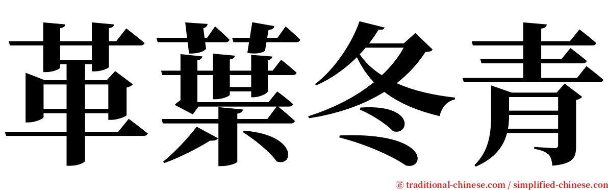 革葉冬青 serif font