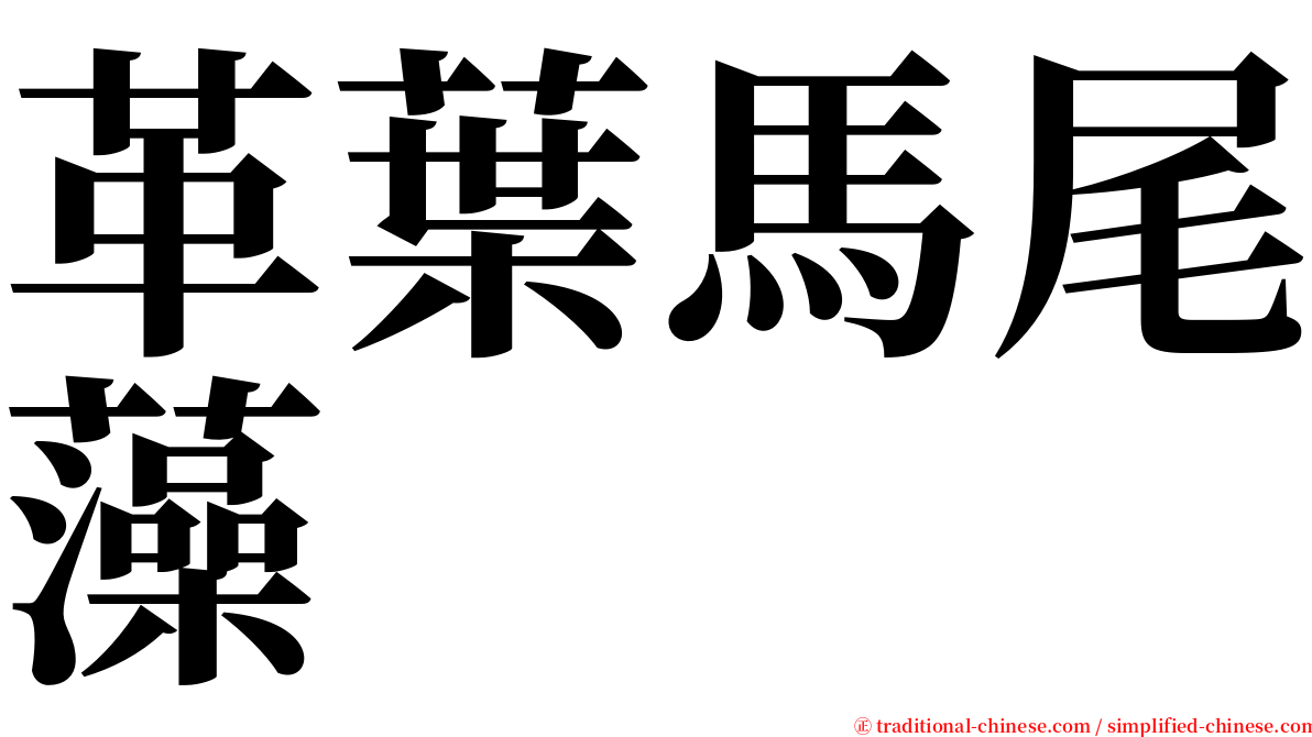 革葉馬尾藻 serif font