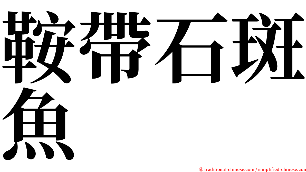 鞍帶石斑魚 serif font