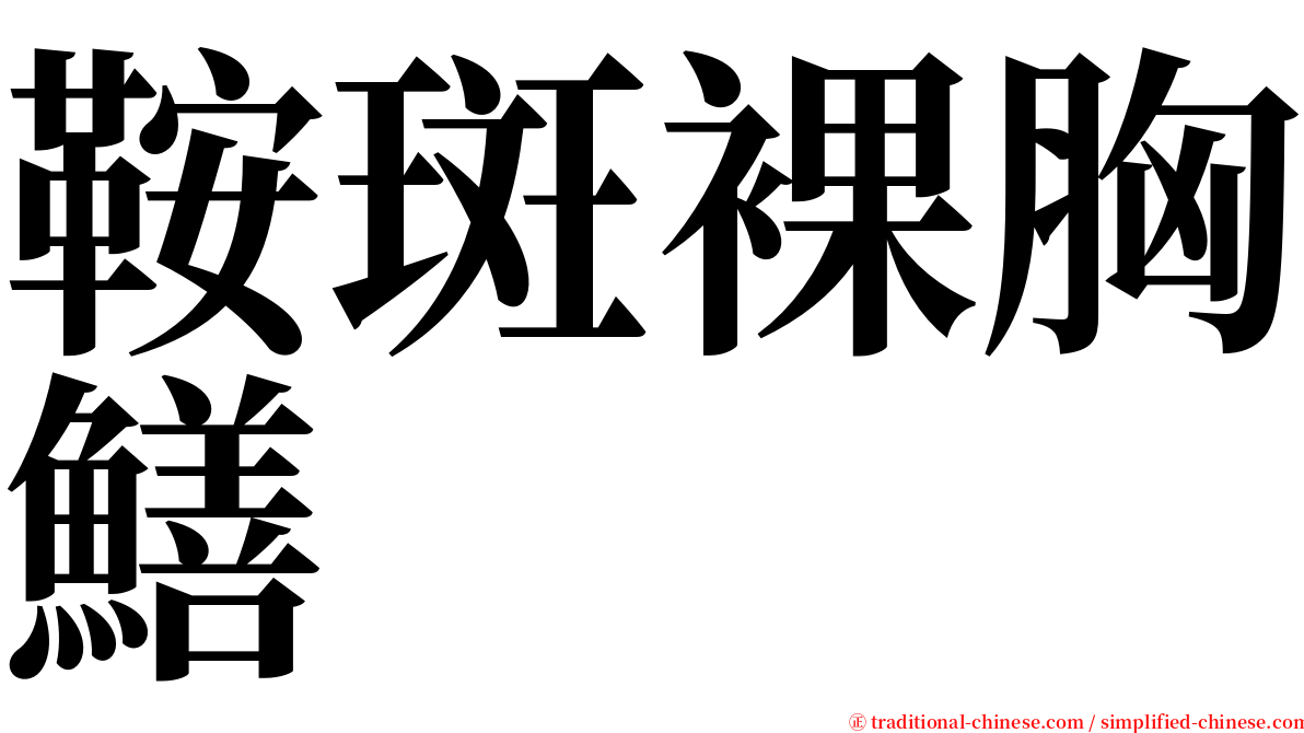 鞍斑裸胸鱔 serif font