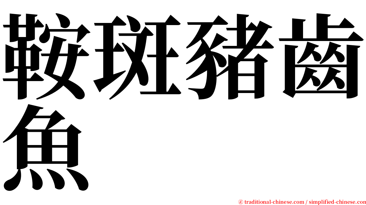 鞍斑豬齒魚 serif font