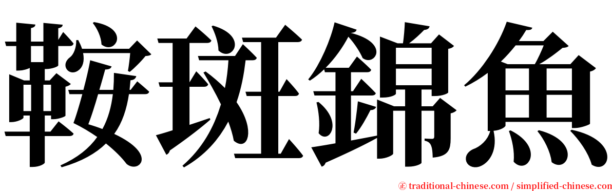 鞍斑錦魚 serif font