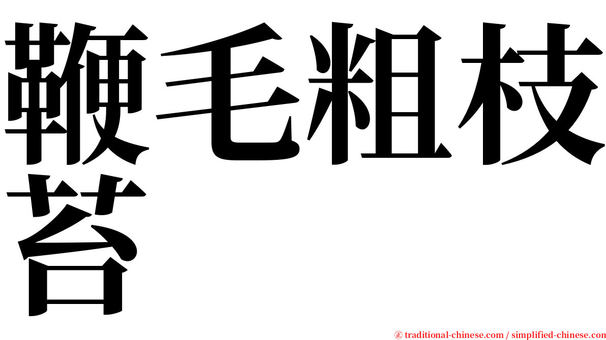 鞭毛粗枝苔 serif font