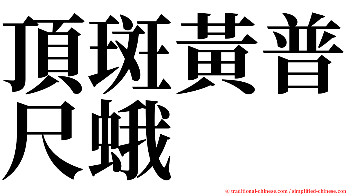 頂斑黃普尺蛾 serif font