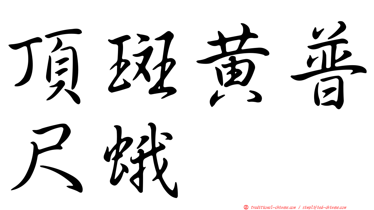 頂斑黃普尺蛾