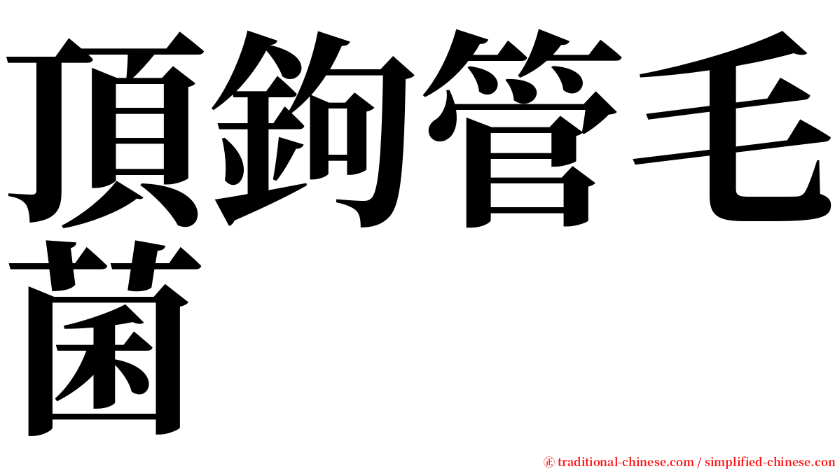 頂鉤管毛菌 serif font