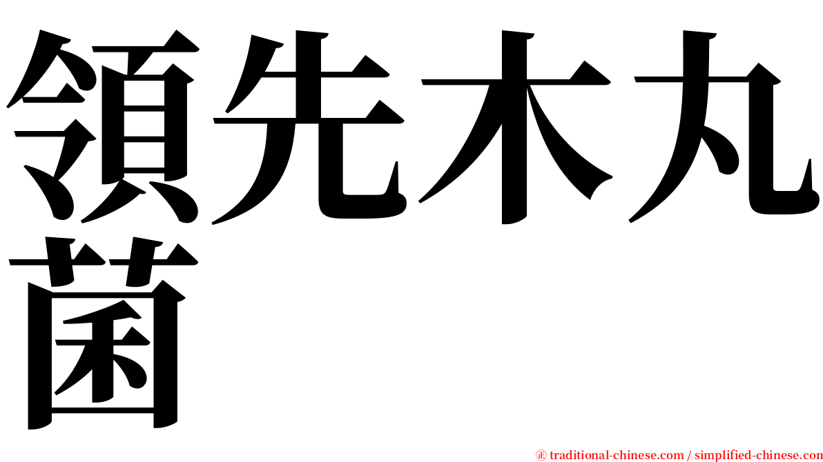 領先木丸菌 serif font