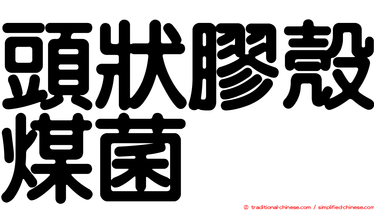 頭狀膠殼煤菌