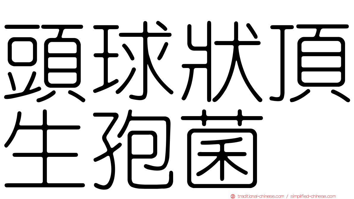 頭球狀頂生孢菌