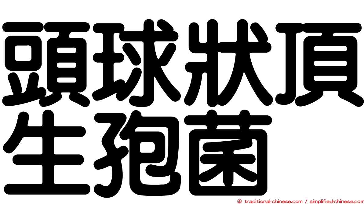 頭球狀頂生孢菌