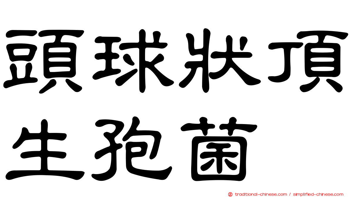 頭球狀頂生孢菌