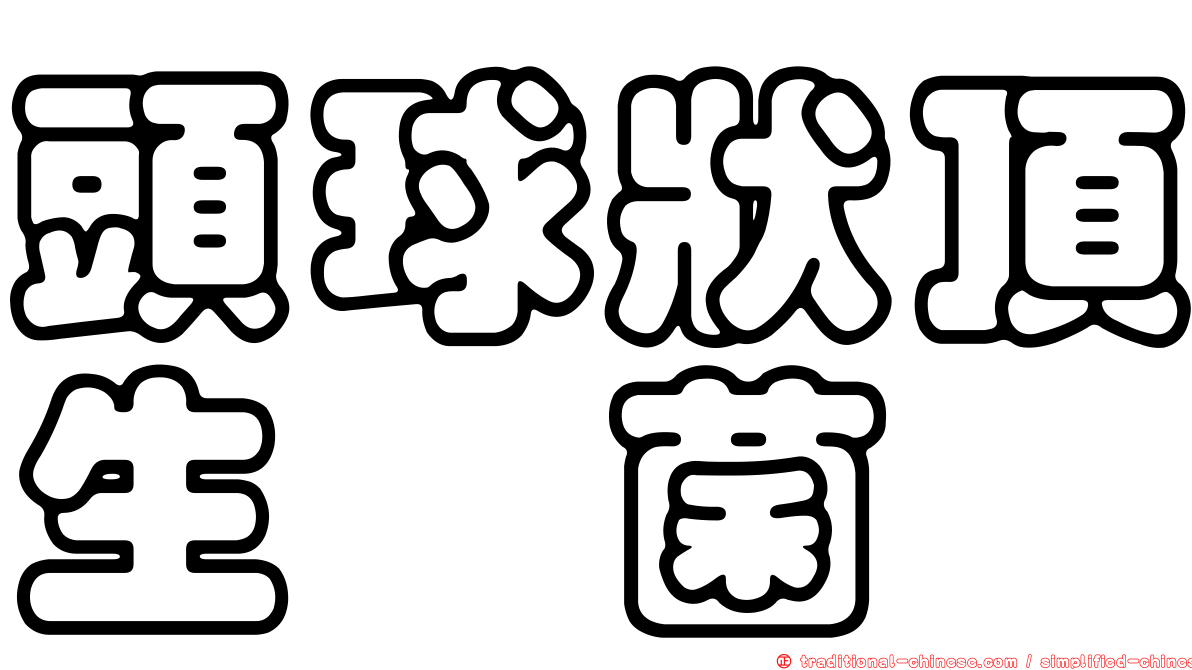 頭球狀頂生孢菌