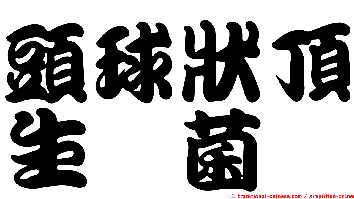 頭球狀頂生孢菌