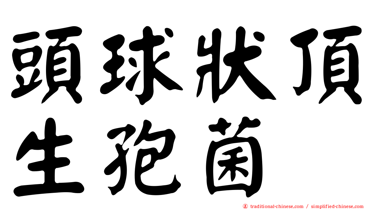 頭球狀頂生孢菌