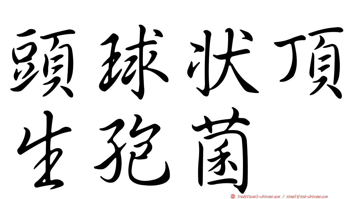 頭球狀頂生孢菌