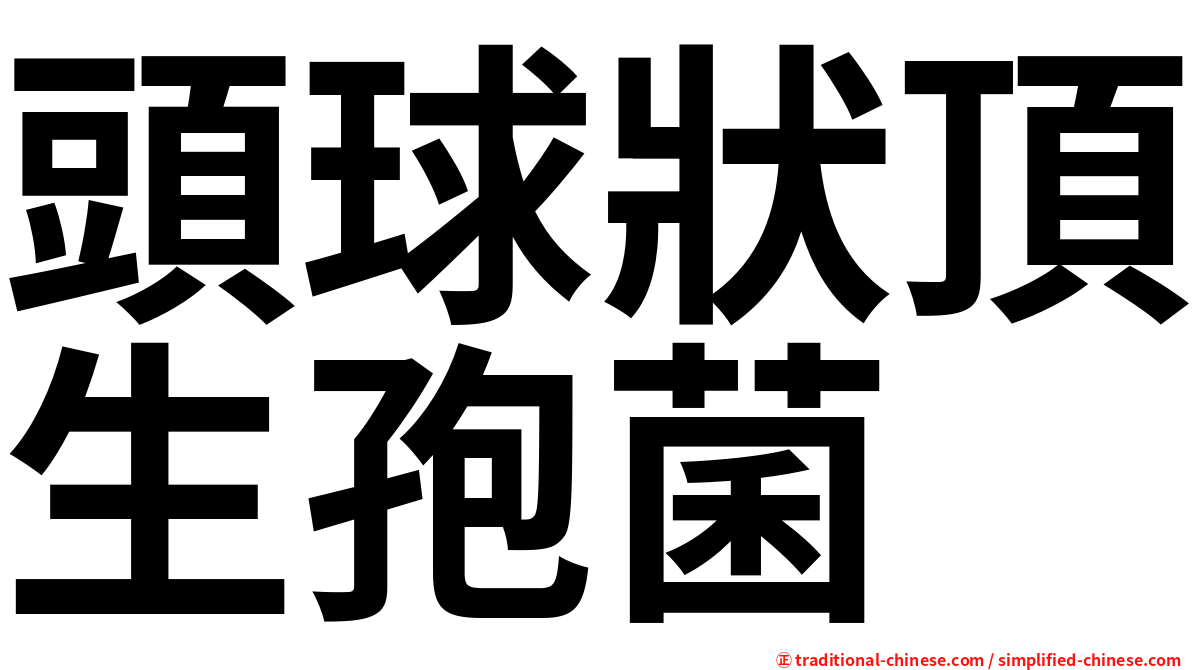 頭球狀頂生孢菌