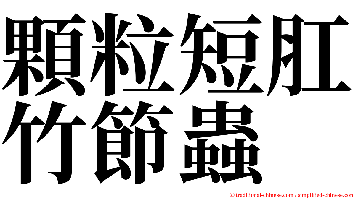 顆粒短肛竹節蟲 serif font