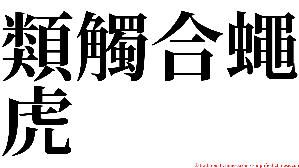 類觸合蠅虎 serif font