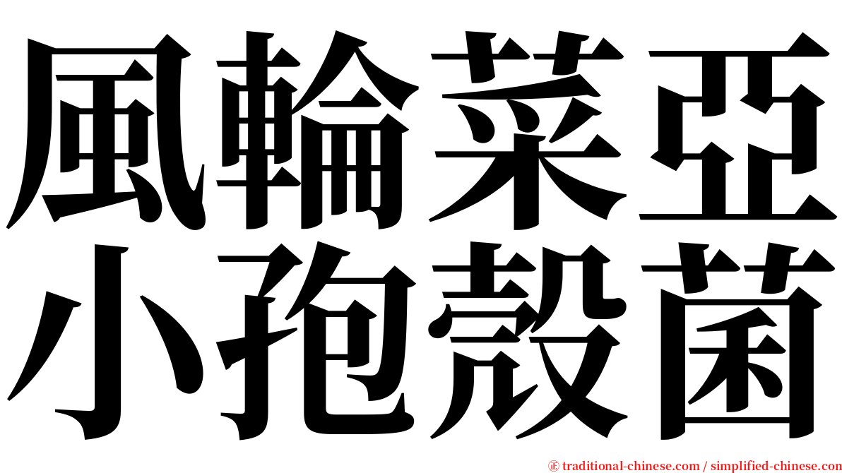 風輪菜亞小孢殼菌 serif font