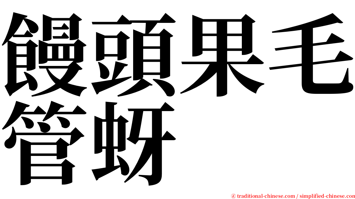 饅頭果毛管蚜 serif font