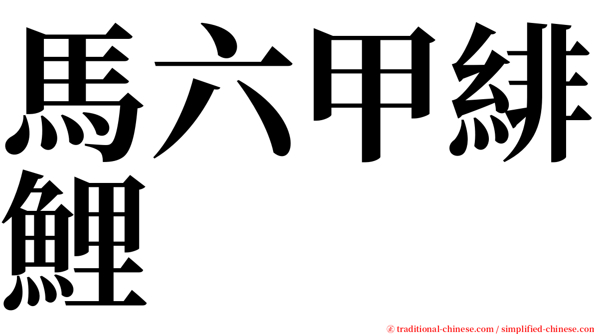 馬六甲緋鯉 serif font