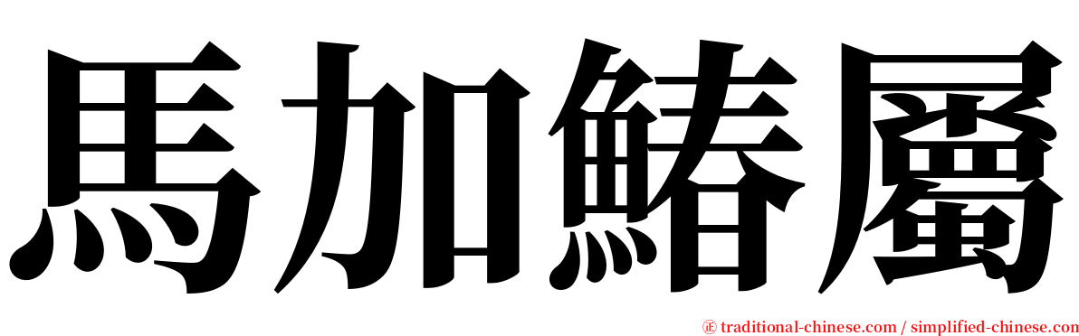 馬加鰆屬 serif font