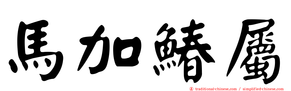 馬加鰆屬