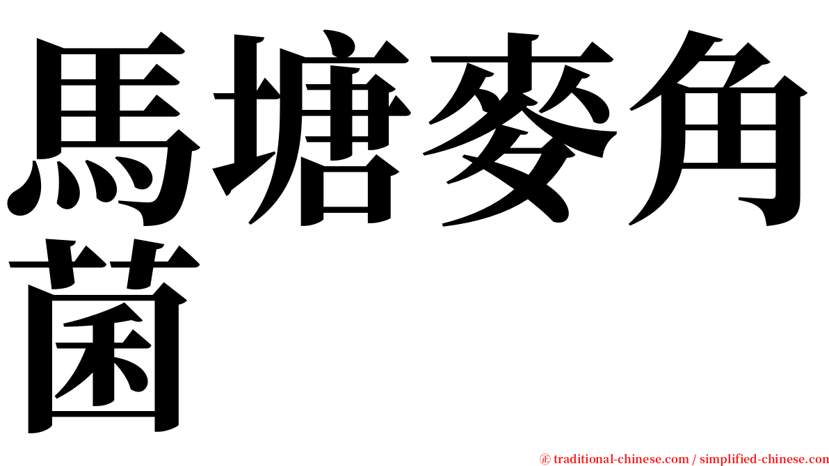 馬塘麥角菌 serif font